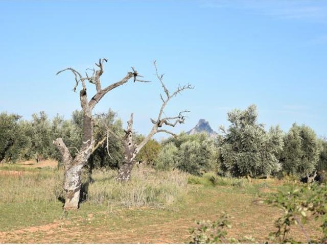 Local Comercial en venta en Terra Alta, Catalunya