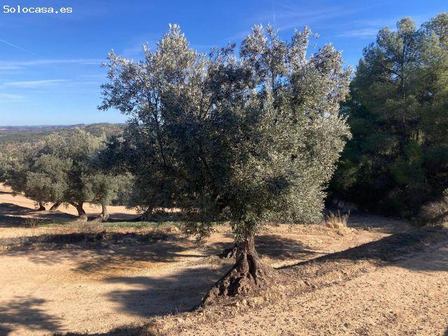 Local Comercial en venta en Matarraña / Matarranya, Calaceite