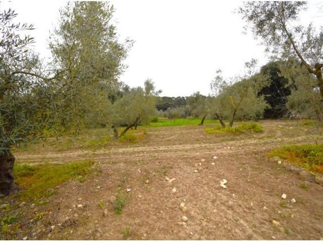 Local Comercial en venta en Pla de Mallorca, Baleares