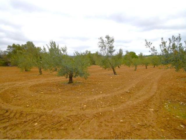 Local Comercial en venta en Pla de Mallorca, Baleares