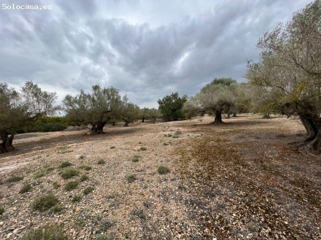 Local Comercial en venta en Roquetes