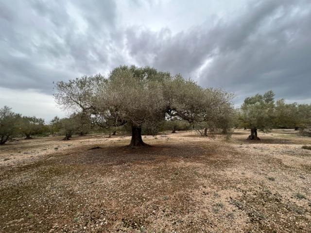 Casa en venta en Baix Ebre, Catalunya