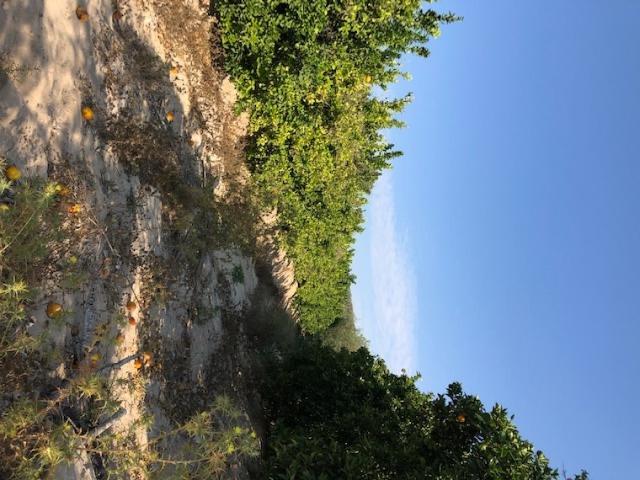 Terreno en alquiler en Casco Histórico, el Baix Segura / La Vega Baja