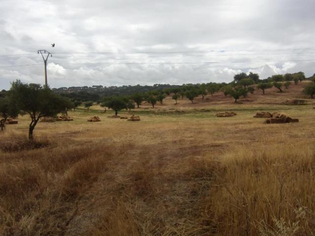 Terreno en venta en Garrovillas De Alconétar, Extremadura