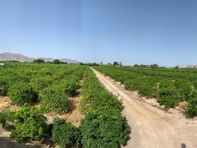 Terreno en venta en el Baix Segura / La Vega Baja, Valencia