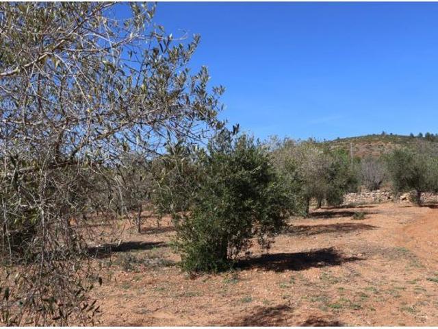 Local Comercial en venta en la Plana Alta, Valencia