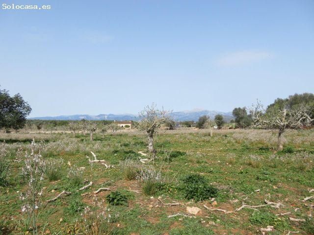 Local Comercial en venta en Pla de Mallorca, Baleares