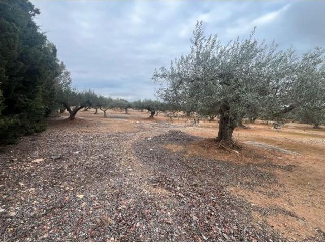 Local Comercial en venta en Baix Ebre, Catalunya