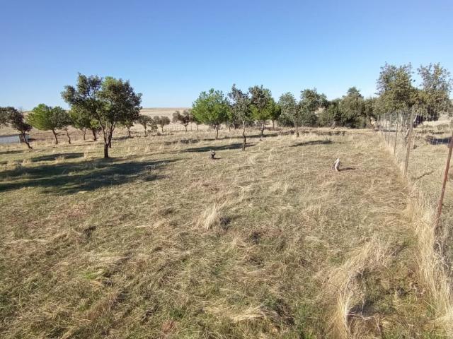 Chalet en venta en Margallo, Cáceres