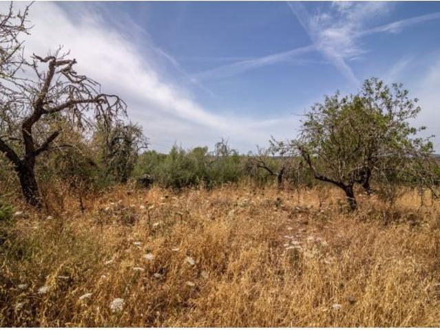 Local Comercial en venta en Pla de Mallorca, Baleares