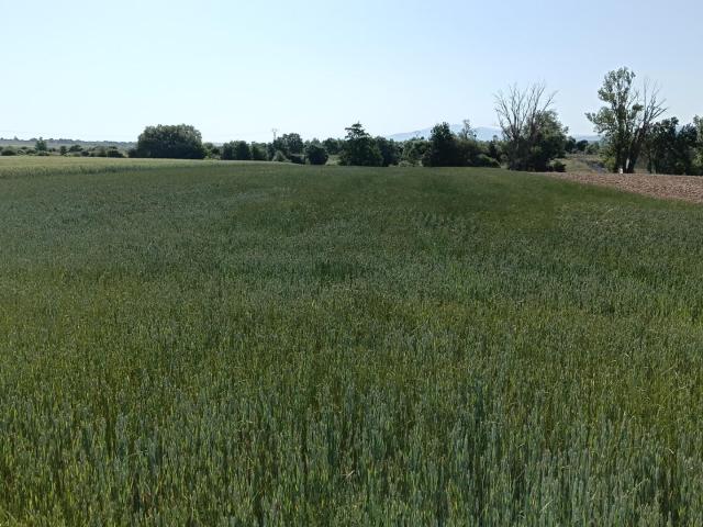 Terreno en venta en Ibeas De Juarros, Castilla y León
