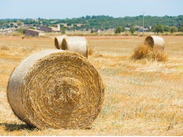 Local Comercial en venta en Pla de Mallorca, Baleares