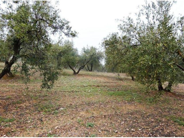 Local Comercial en venta en Monteluz, Comarca de la Vega de Granada