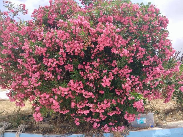Terreno en venta en Campo de Gibraltar, Andalucía