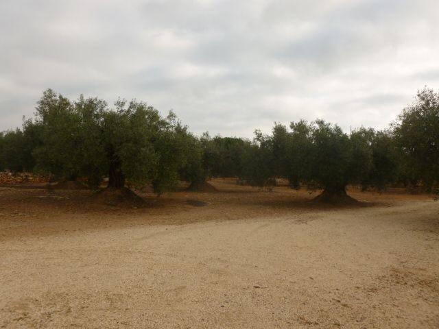 Chalet en venta en Baix Ebre, Catalunya