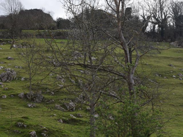 Quinta en venta en Cabrales
