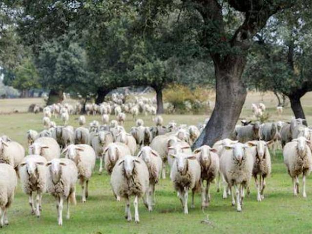 Terreno en venta en Alanís, Andalucía