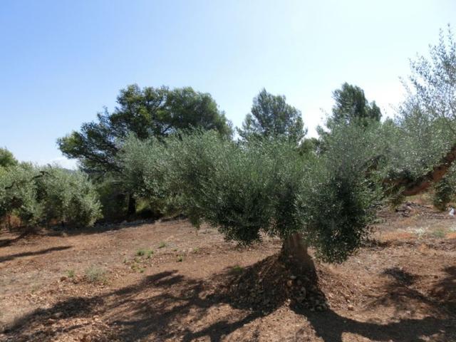 Terreno en venta en Alcanar, Tarragona