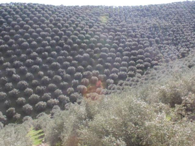 Terreno en venta en Pozoblanco, Andalucía