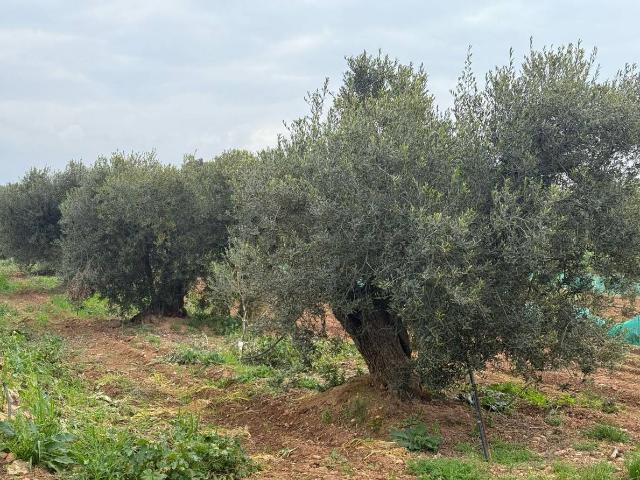 Terreno en venta en Tarragonès, Catalunya