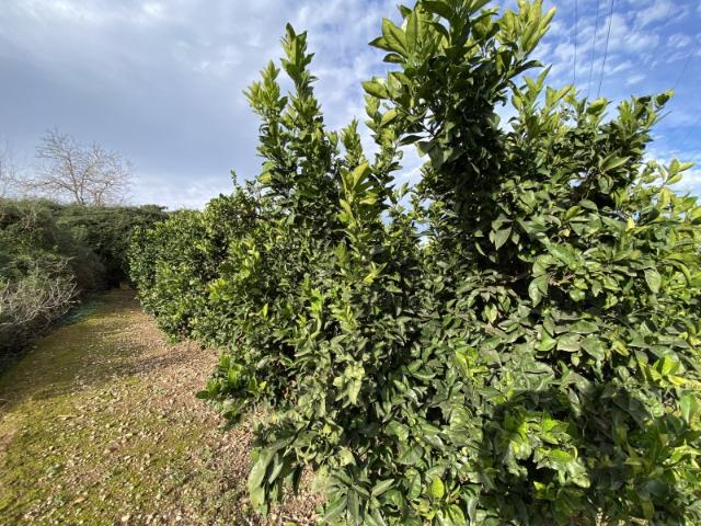Terreno en venta en La Canal de Navarrés, Valencia