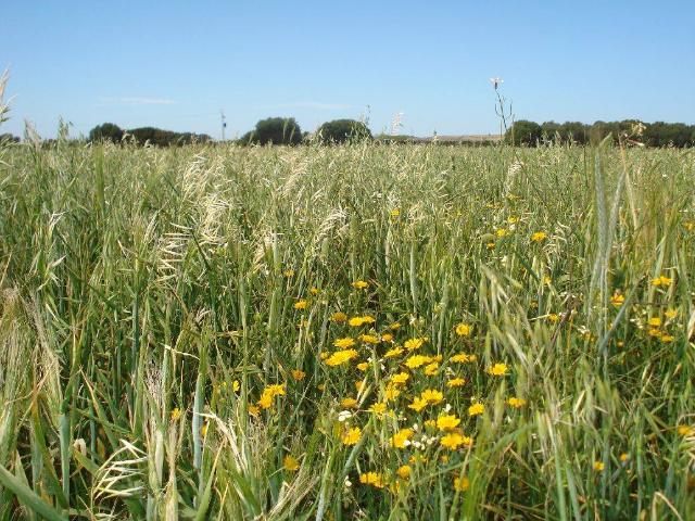 Terreno en venta en La Janda, Andalucía