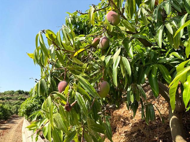 Terreno en venta en Vélez-málaga, Capuchinos