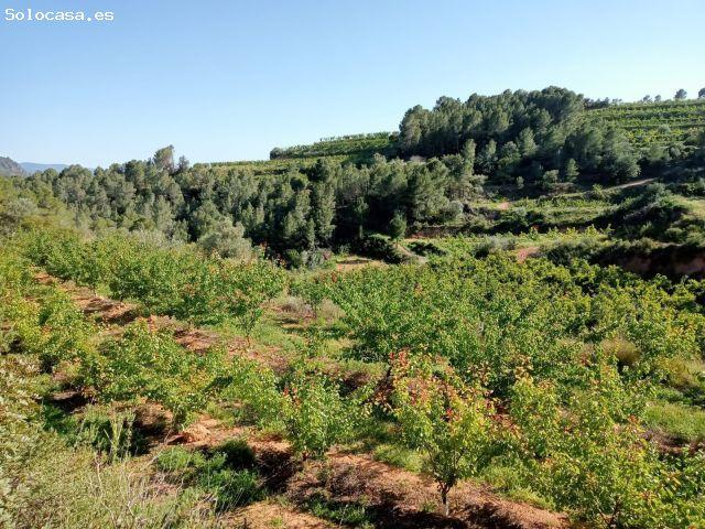 Local Comercial en venta en Benifallet