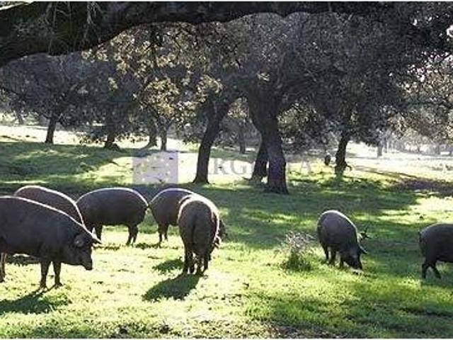 Terreno en venta en Ceclavín