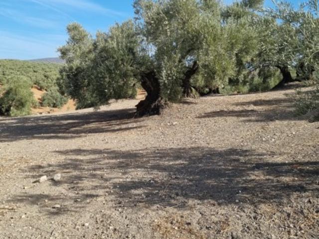 Terreno en venta en Lucena, Andalucía
