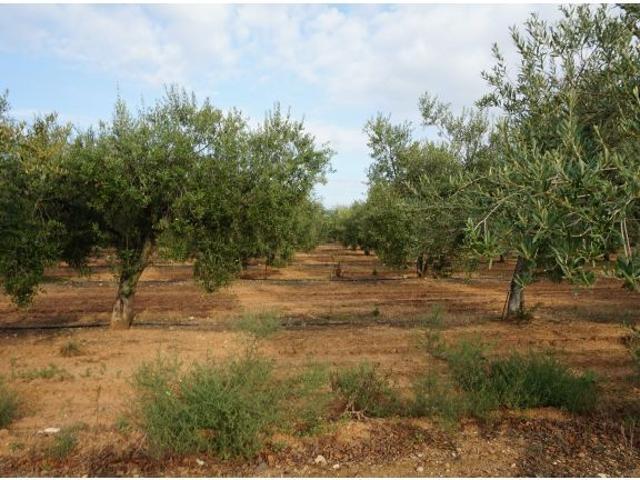 Local Comercial en venta en Constantí