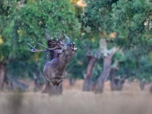 Terreno en venta en Deleitosa, Extremadura