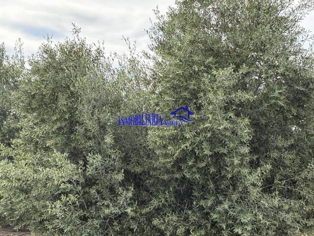 Terreno en venta en El Carpio, Andalucía