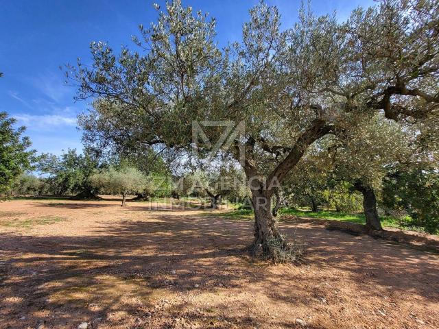 Terreno en venta en Traiguera