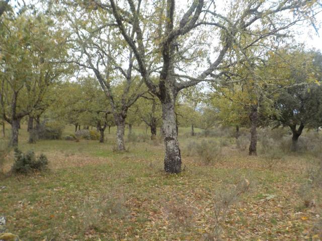 Terreno en venta en Fuenteguinaldo, Castilla y León