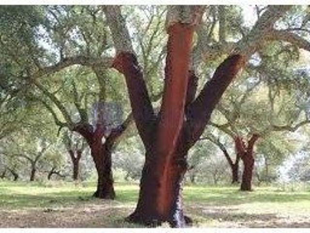 Terreno en venta en Herreruela