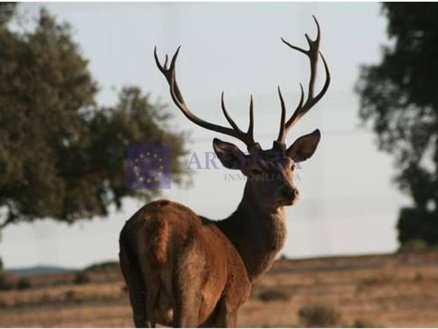 Terreno en venta en Jaraicejo, Extremadura