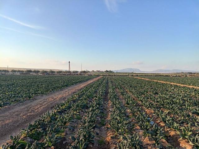 Terreno en venta en Murcia, Murcia