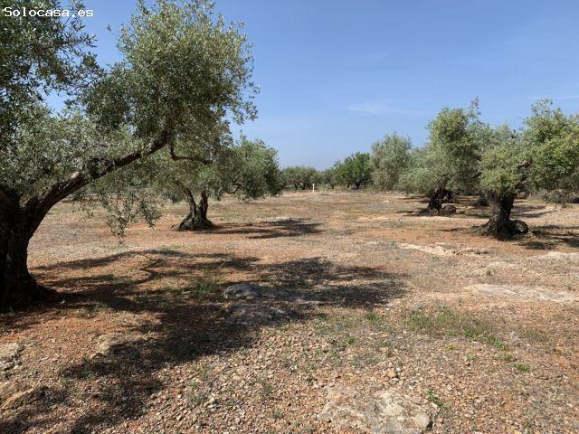 Local Comercial en venta en Baix Ebre, Catalunya