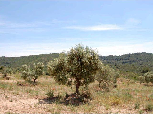 Terreno en venta en Garrigues, Catalunya