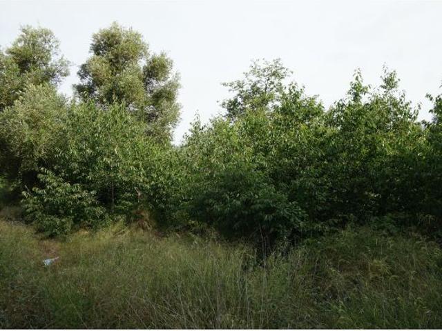 Local Comercial en venta en Borges Del Camp, Les