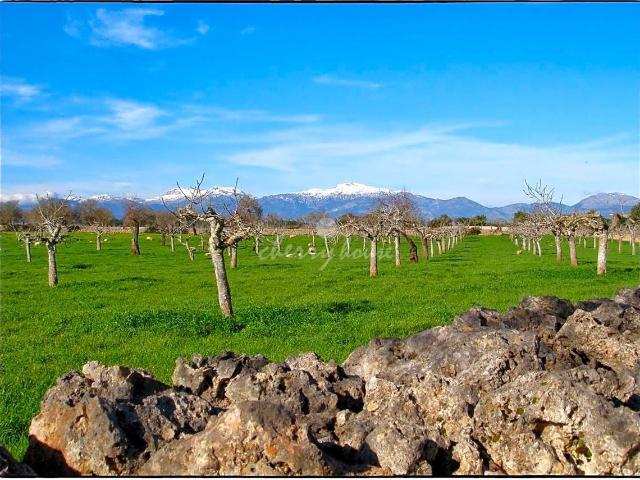 Terreno en venta en Pla de Mallorca, Baleares