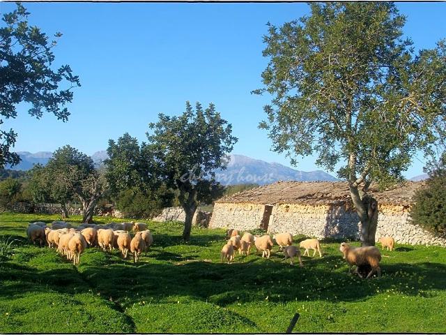 Terreno en venta en Lloret De Vistalegre