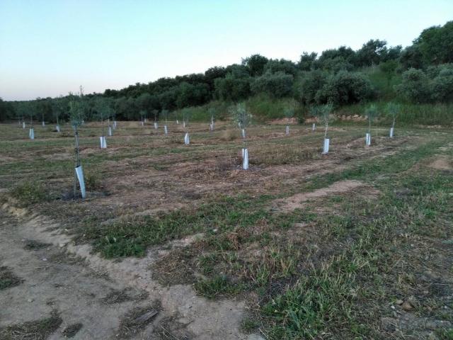 Terreno en venta en Lora De Estepa, Andalucía