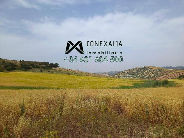Terreno en venta en Morón De La Frontera, Andalucía