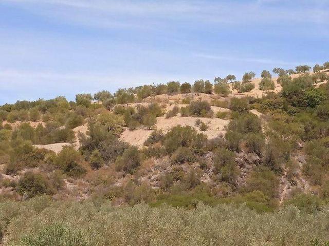 Terreno en venta en Morón De La Frontera, Andalucía