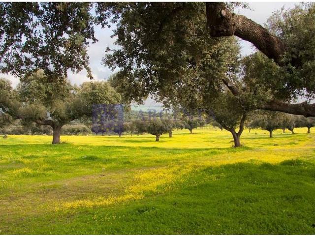 Terreno en venta en Mérida, Cruz Campo