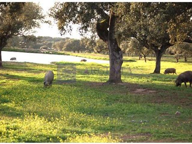 Terreno en venta en Mérida, Cruz Campo