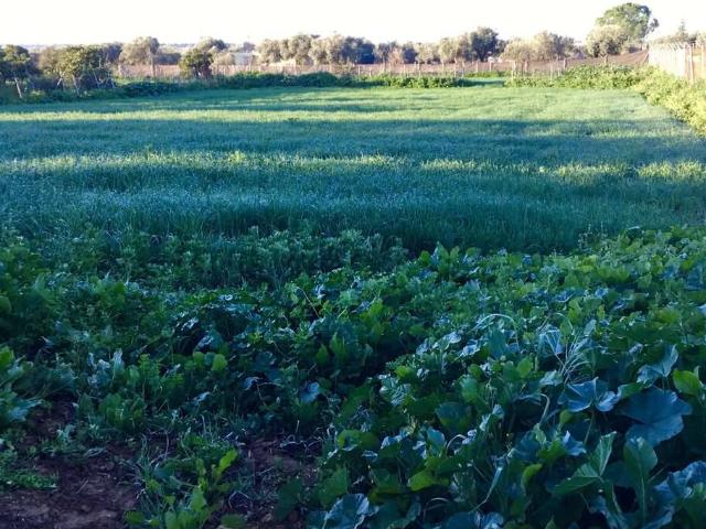 Terreno en venta en Pilas