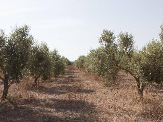 Terreno en venta en Raiguer, Baleares